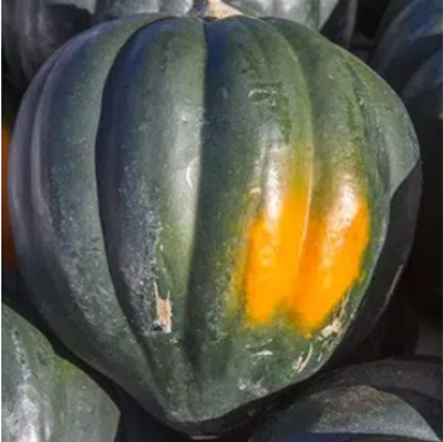 acorn squash