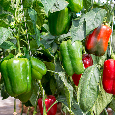 bell peppers plants in a garden