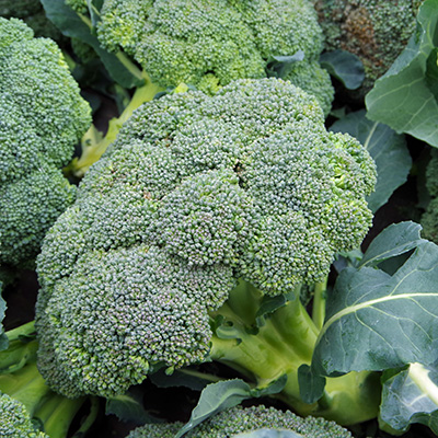 broccoli plant in garden