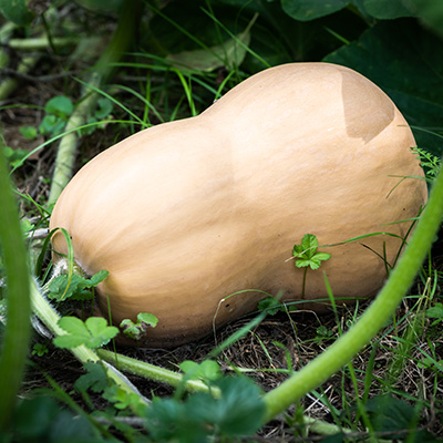 butternut squash plant in a garden