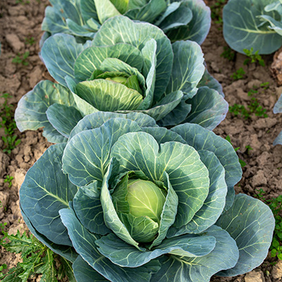 Cabbage plants in garden