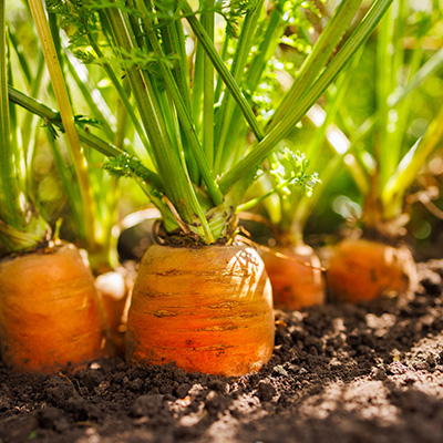 carrots in garden