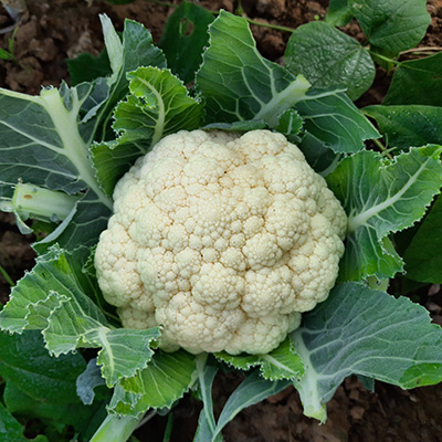 cauliflower head in garden ready to be harvested
