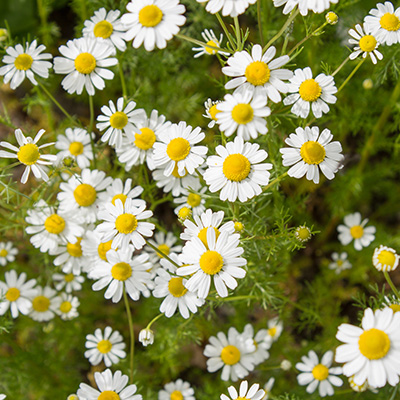 chamomile flowers