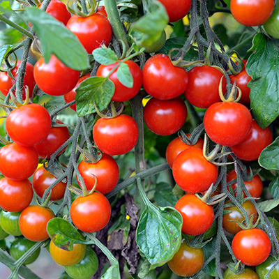 cherry tomatoes on the vine