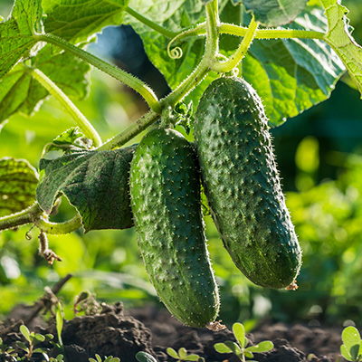 cucumbers on the vine