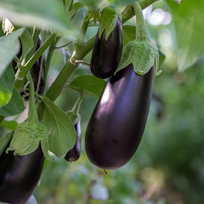 eggplant growing on the plant in garden