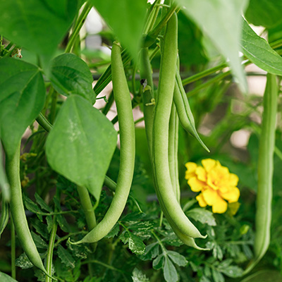green bean plant in garden