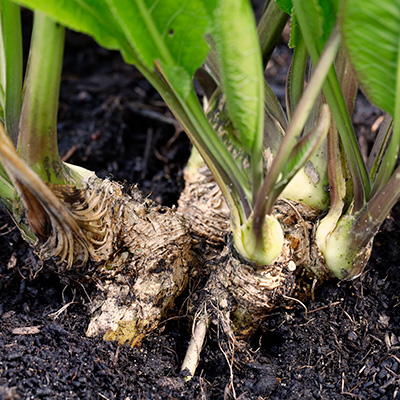 horseradish root planted in garden