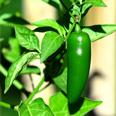 Jalapeño plant in garden