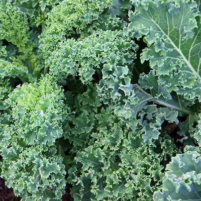 kale plant in garden