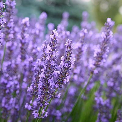 lavendar plant in garden