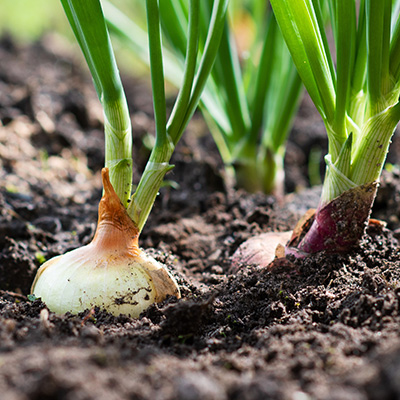 onions planted in garden