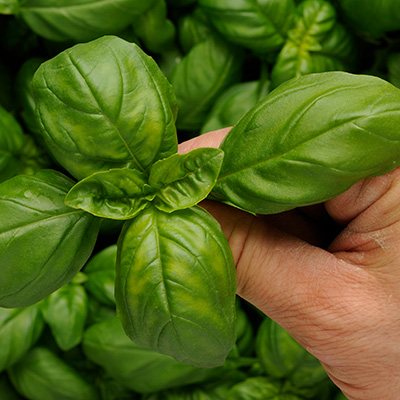 Picking basil leaves from plant