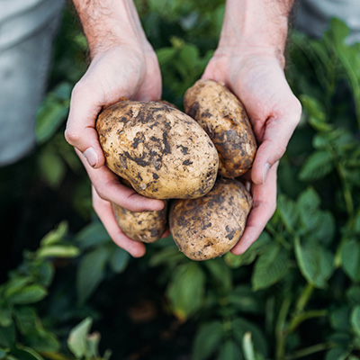 hands holding potatoes dug from garden