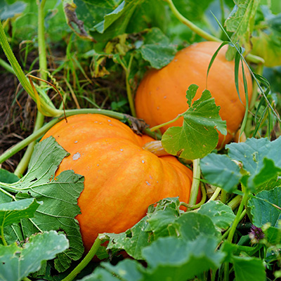 pumpkins on the vine in pumpkin patch