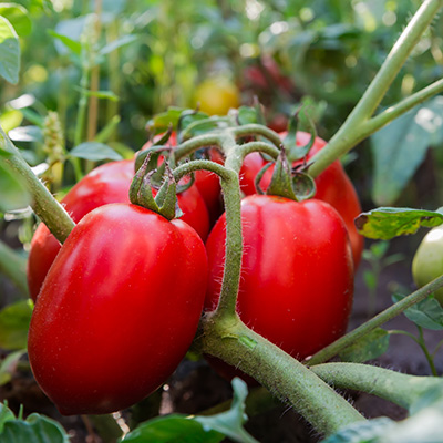 roma tomatoes on the vine