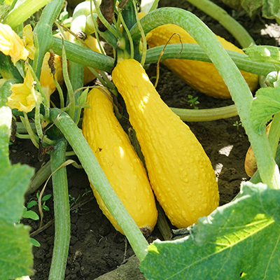 summer squash plants in a garden