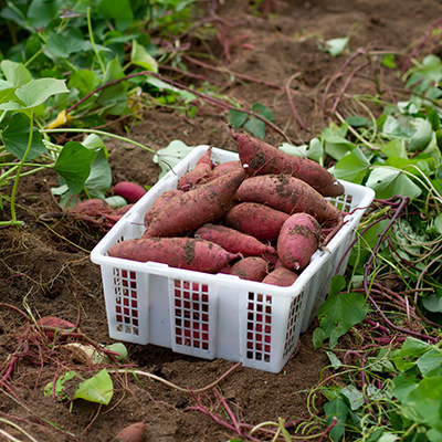 basket of sweet potatoes dug from the garden