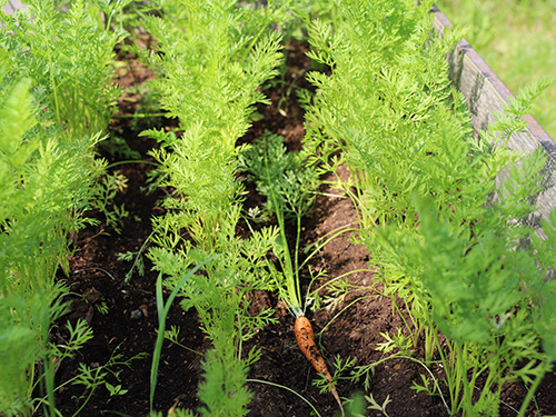 carrot tops in garden