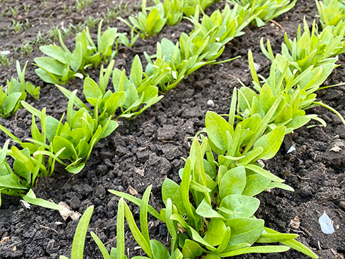 early spinach planted in garden